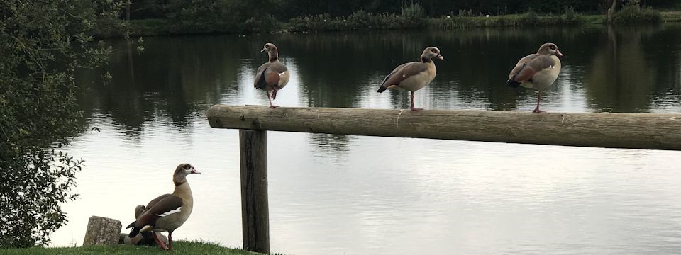 Egyptian Geese