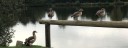 Egyptian Geese